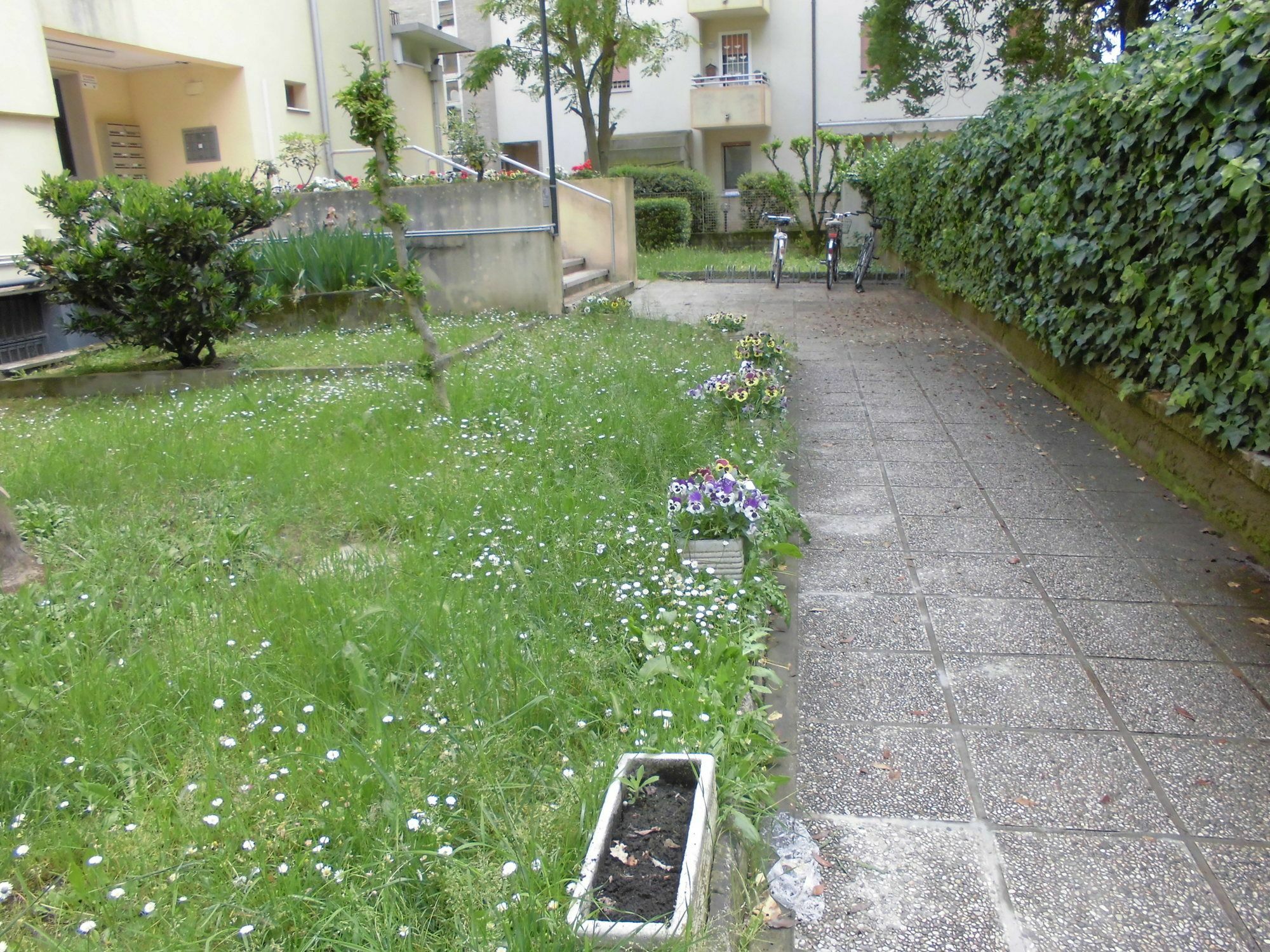 Girasole Mestre